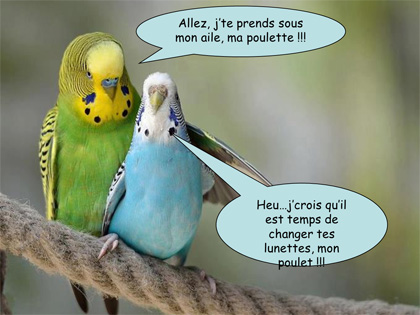 Ces oiseaux qui nous font rigoler